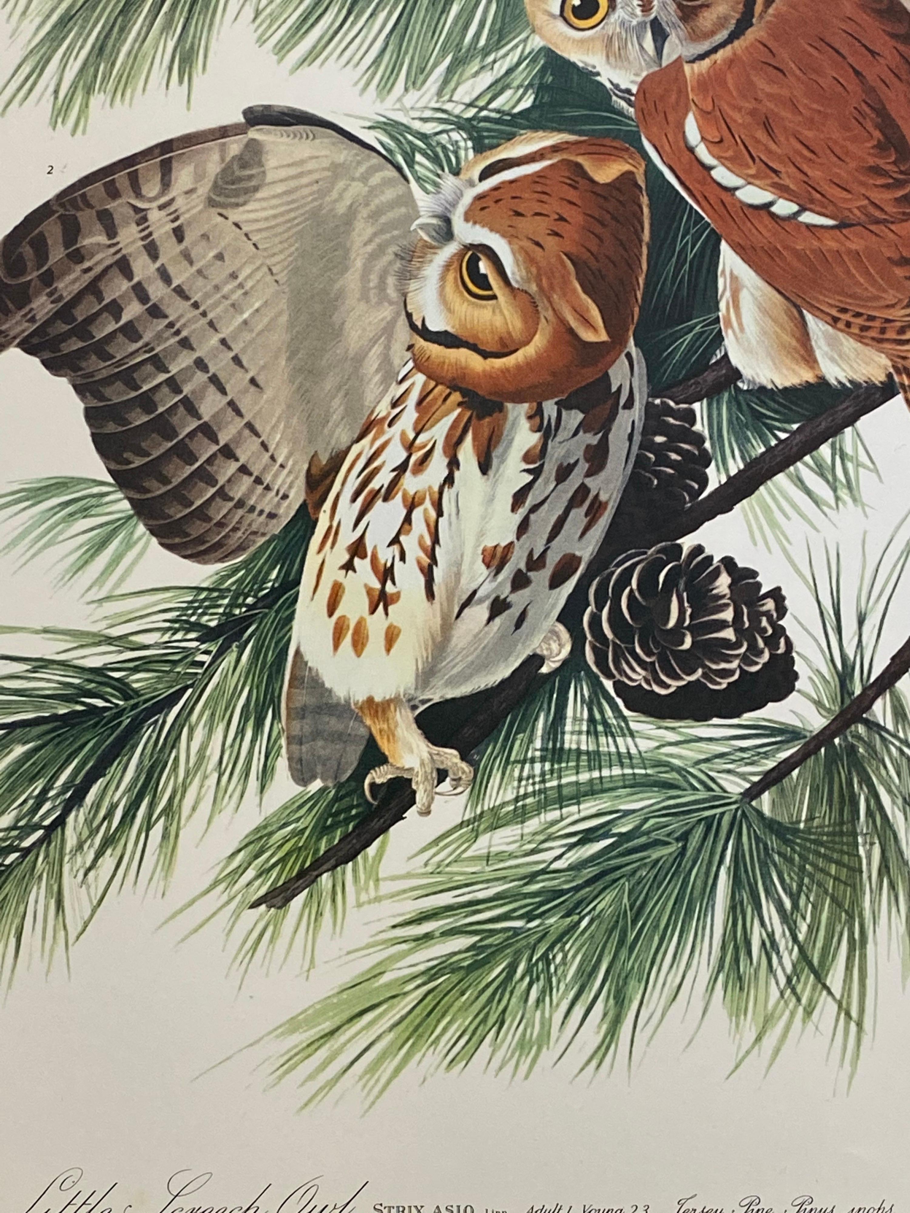 Large Classical Bird Color Print after John James Audubon - Little Screech Owls - Gray Landscape Print by After John James Audubon