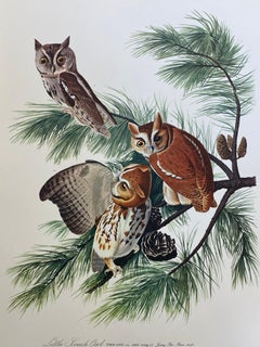 Large Classical Bird Color Print after John James Audubon - Little Screech Owls