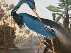 Large Classical Bird Color Print after John James Audubon - Louisiana Heron 