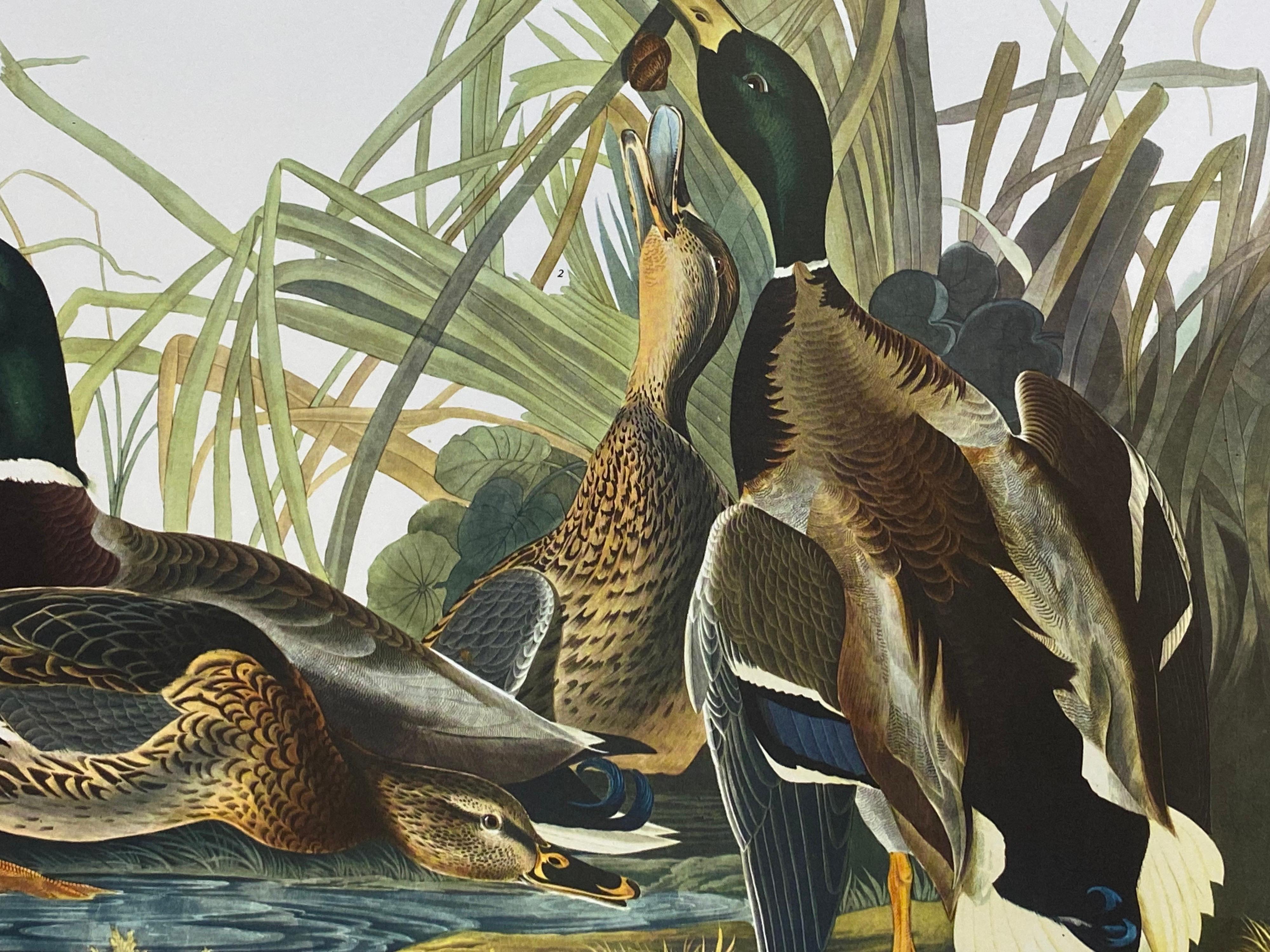 Grand imprimé classique en couleur d'oiseaux d'après John James Audubon - Canard Mallard - Print de After John James Audubon