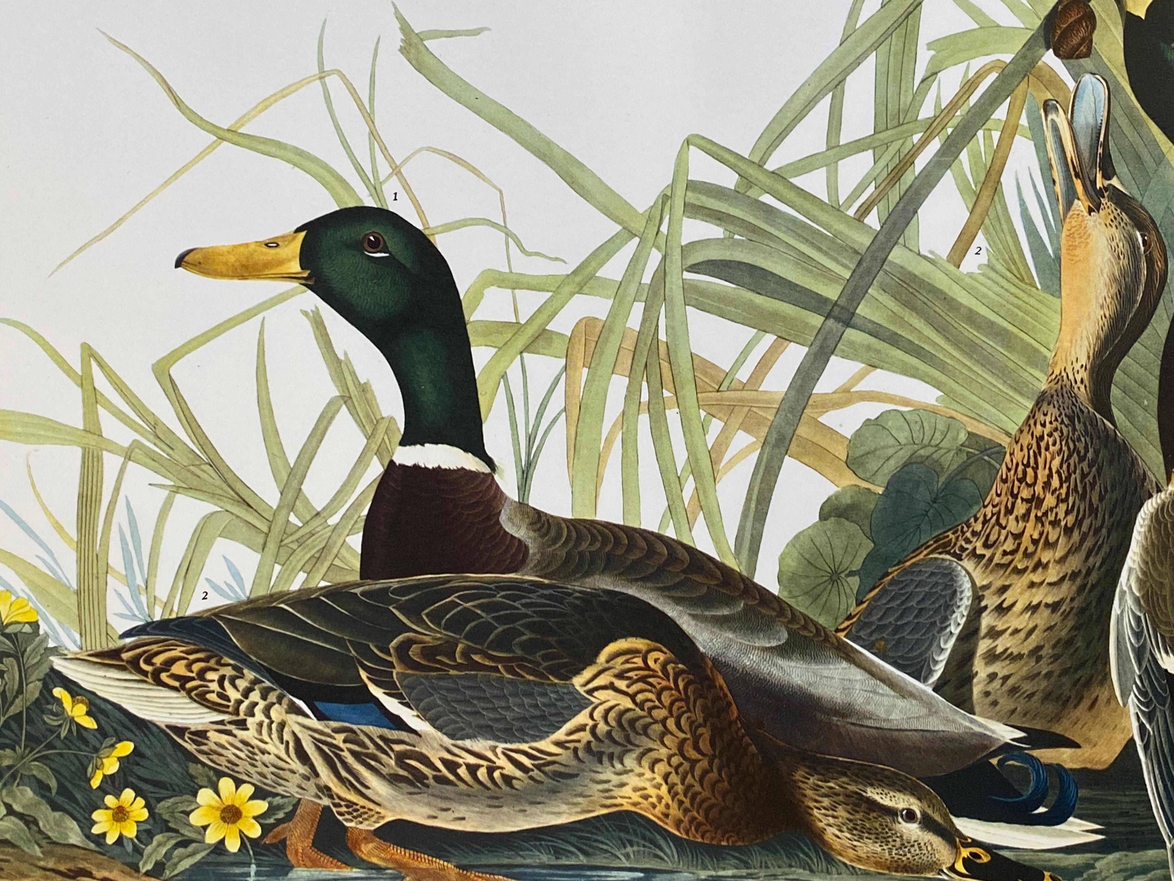 Grand imprimé classique en couleur d'oiseaux d'après John James Audubon - Canard Mallard - Victorien Print par After John James Audubon