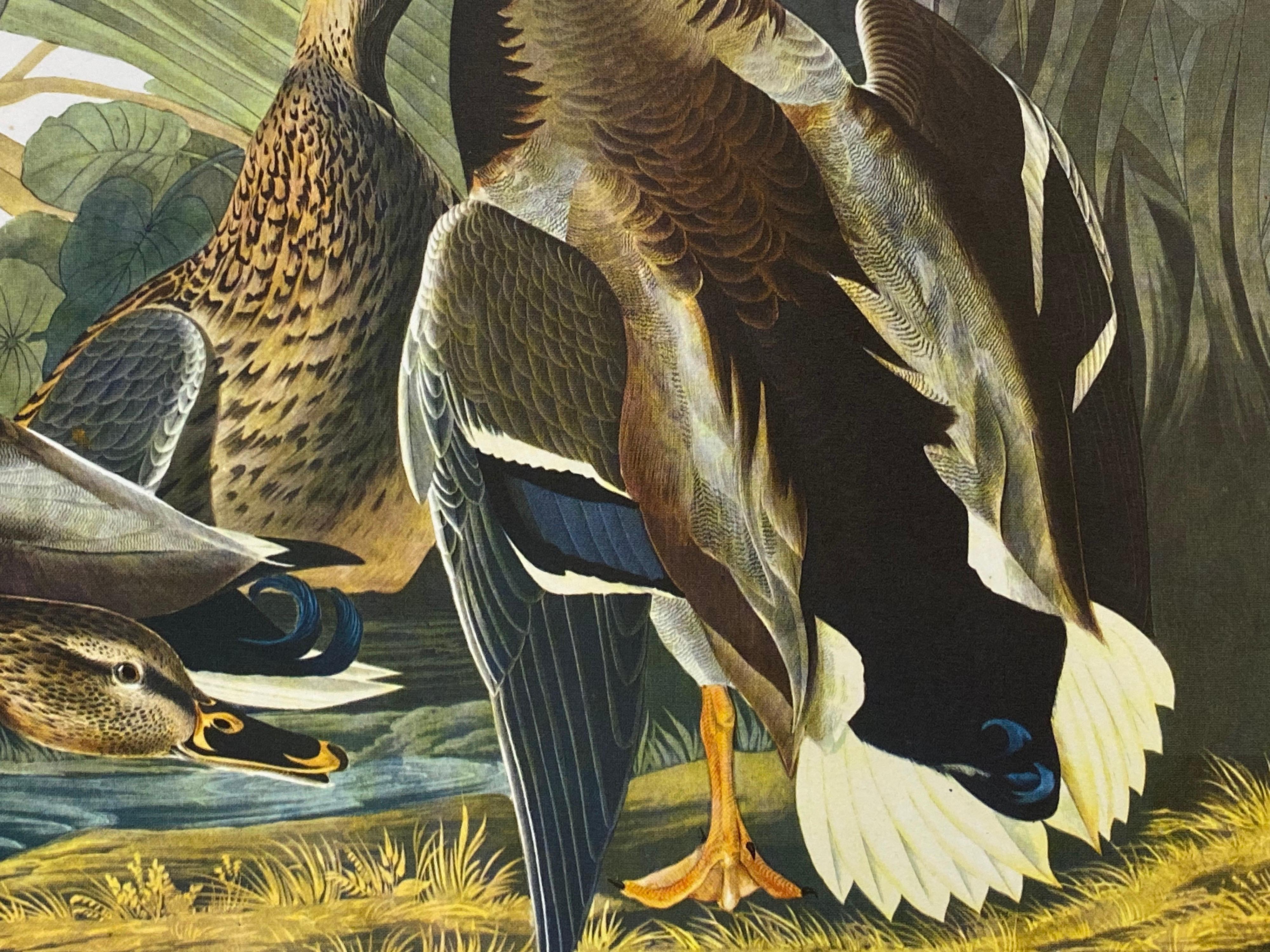 Large Classical Bird Color Print after John James Audubon - Mallard Duck - Gray Landscape Print by After John James Audubon
