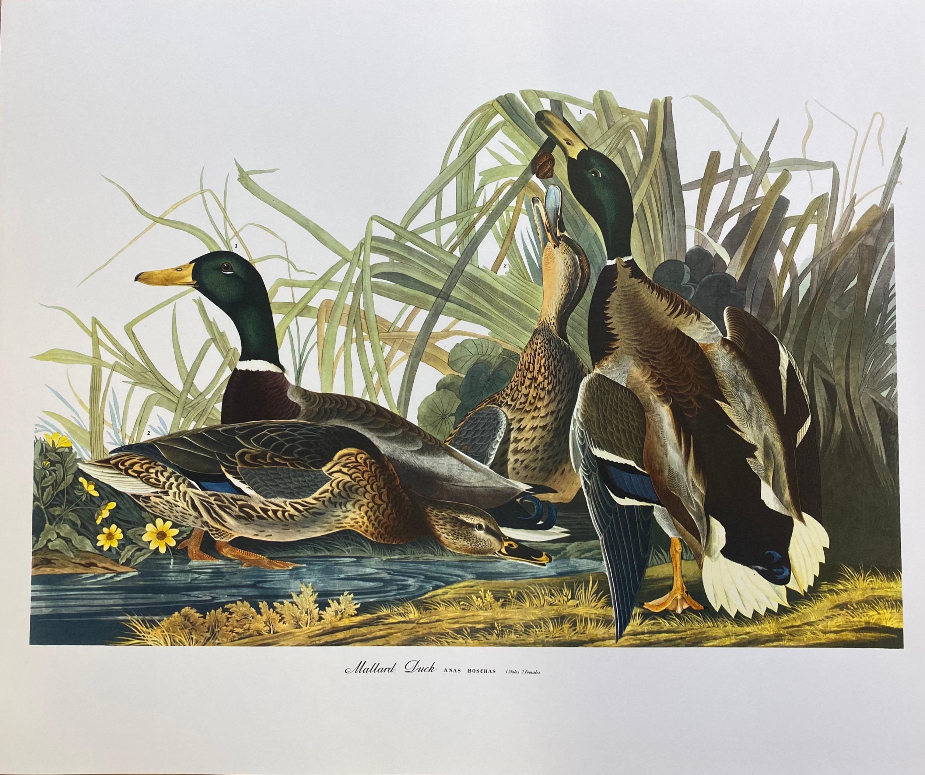 Large Classical Bird Color Print after John James Audubon - Mallard Duck