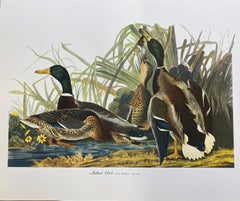 Large Classical Bird Color Print after John James Audubon - Mallard Duck