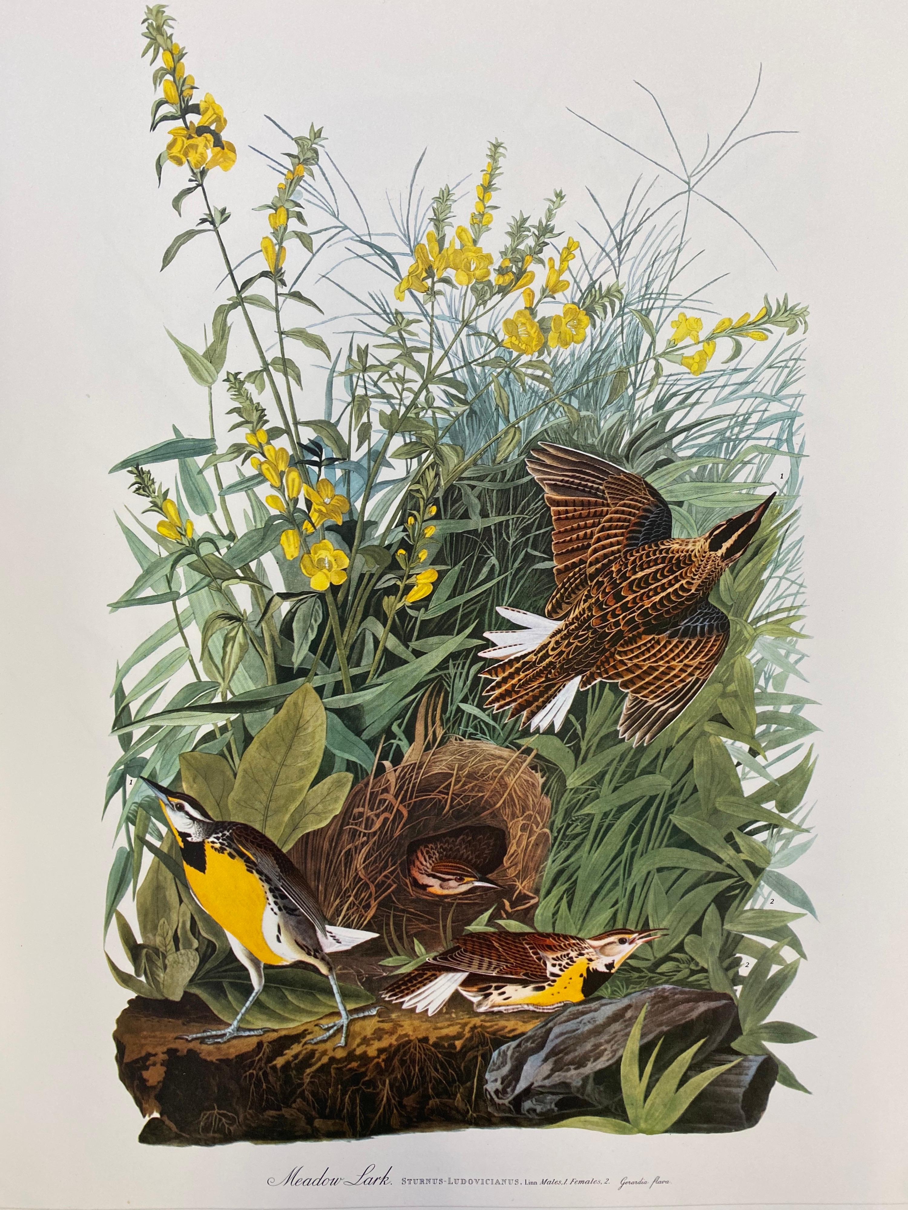Large Classical Bird Color Print after John James Audubon - Meadow Lark