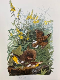 Vintage Large Classical Bird Color Print after John James Audubon - Meadow Lark