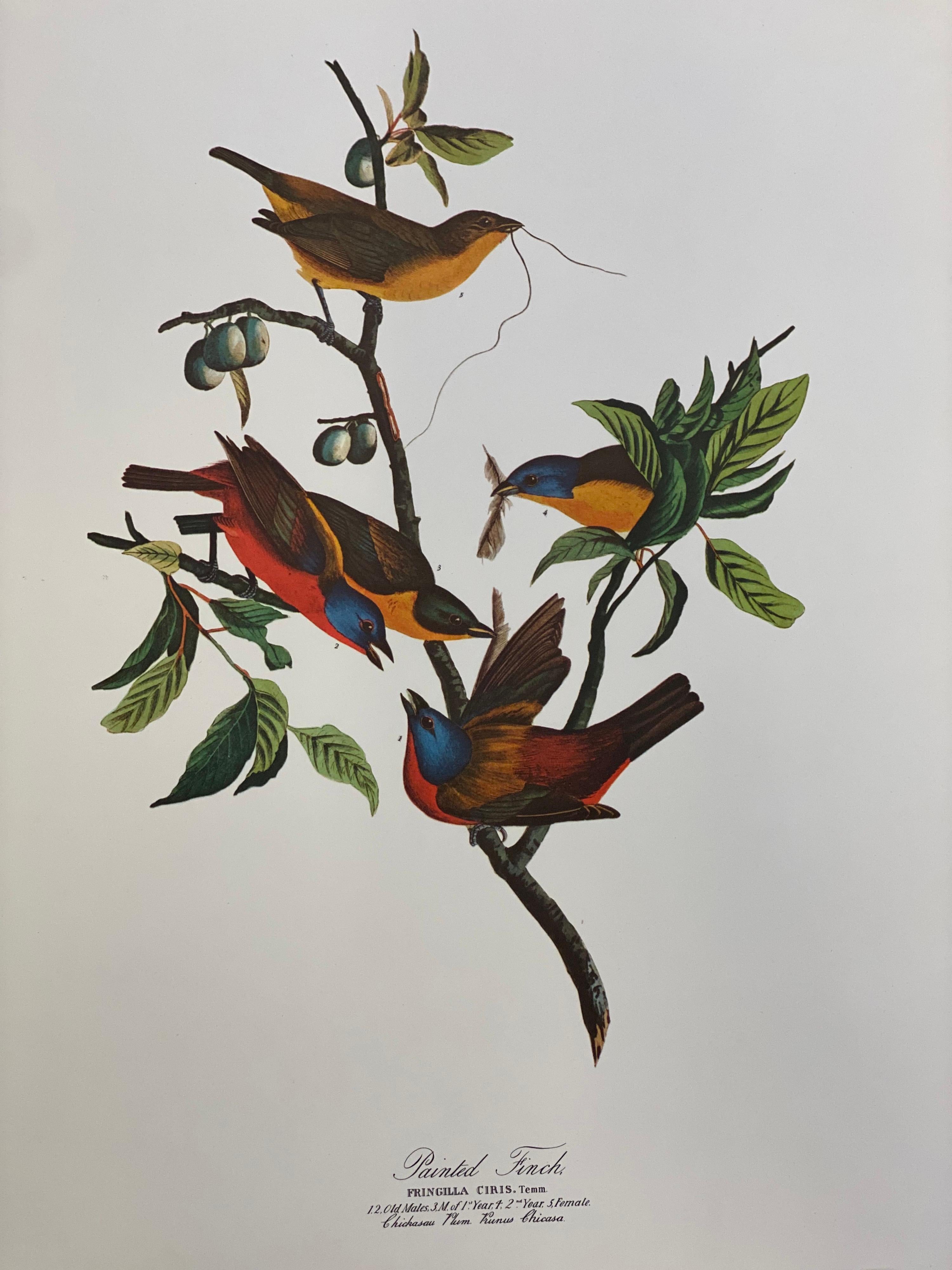 Large Classical Bird Color Print after John James Audubon - Painted Finch