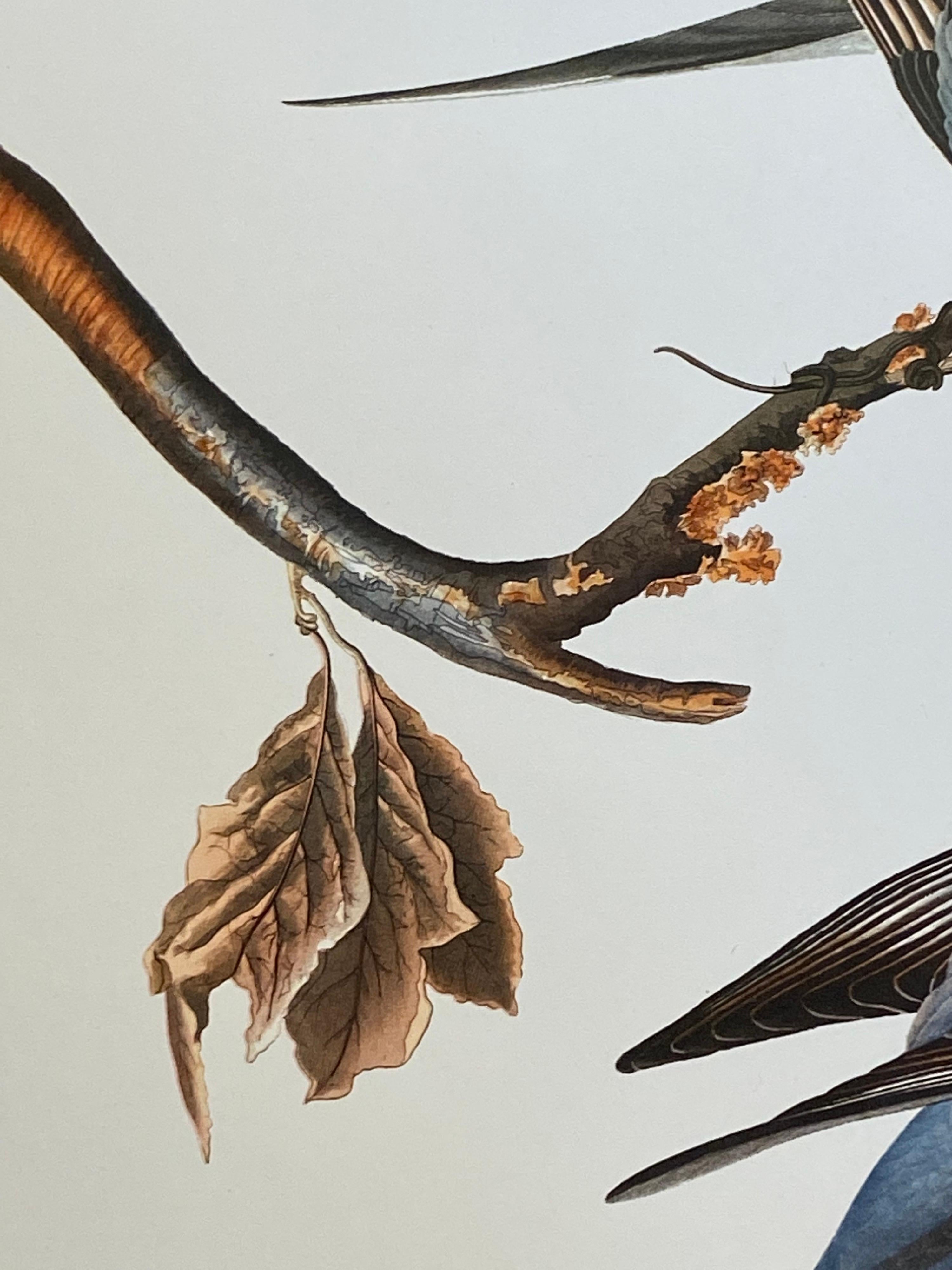Grande impression classique en couleur d'oiseau d'après John James Audubon - Passenger Pigeon - Victorien Print par After John James Audubon