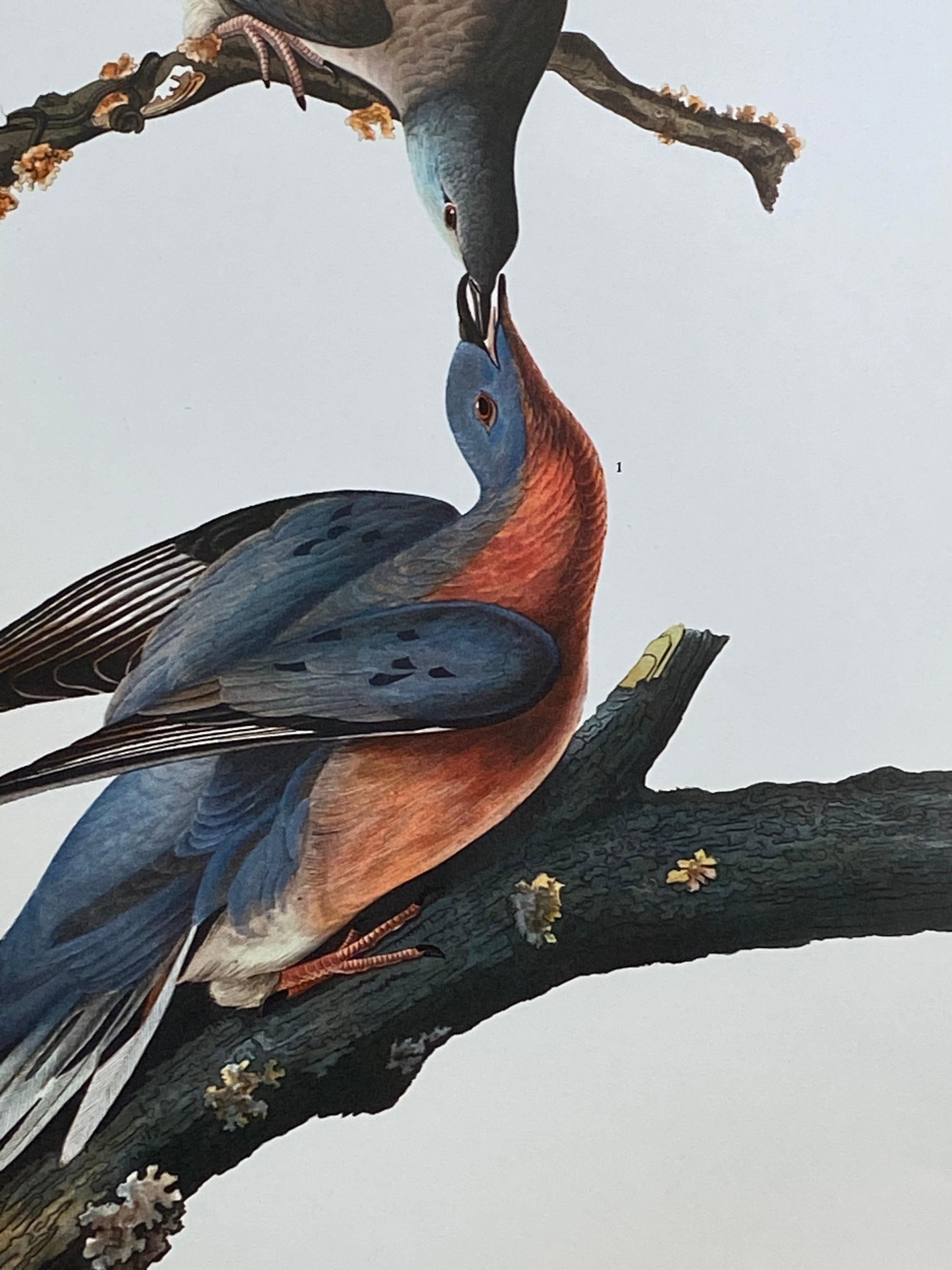 Large Classical Bird Color Print after John James Audubon - Passenger Pigeon - Gray Animal Print by After John James Audubon