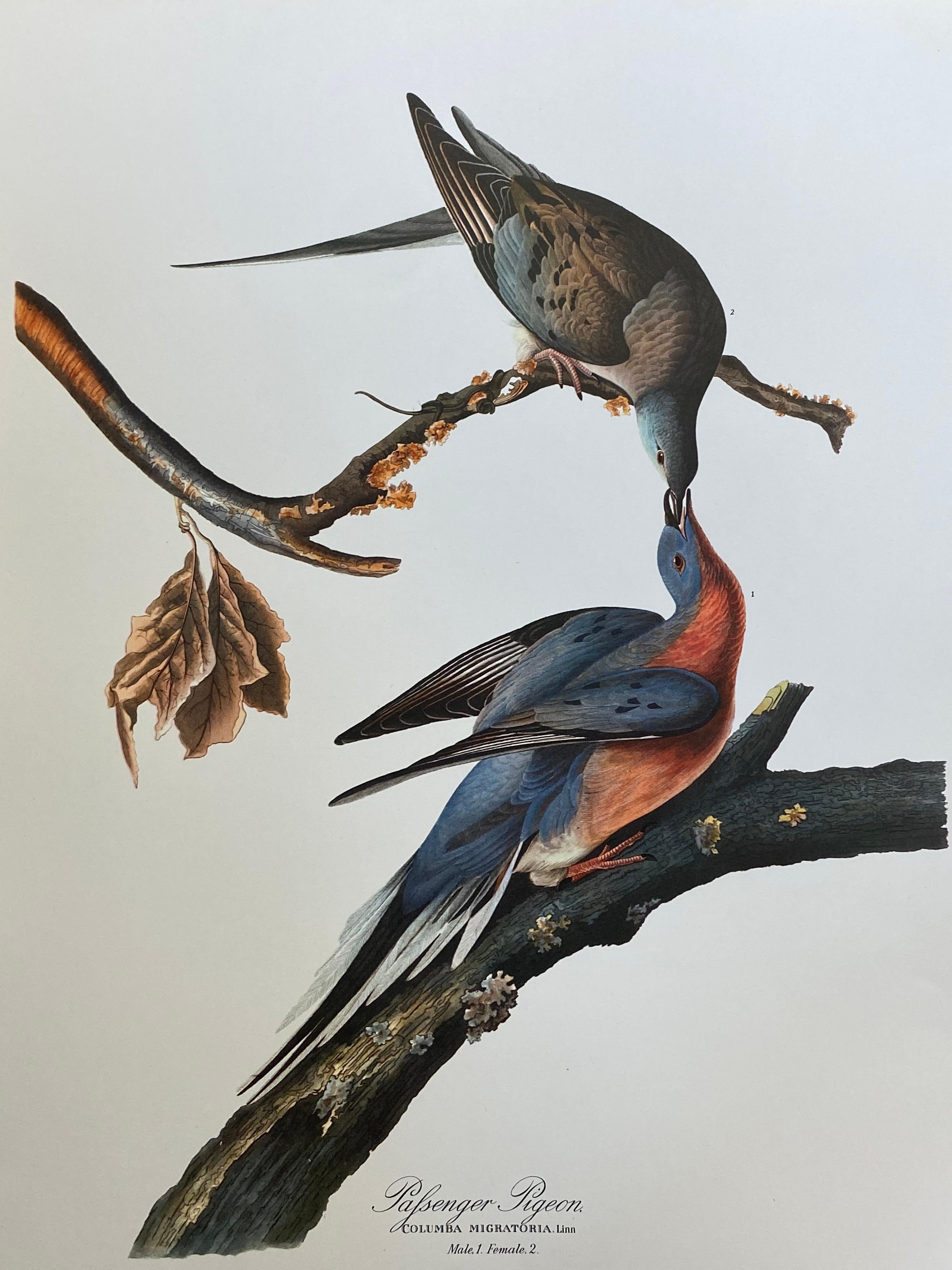 After John James Audubon Animal Print - Large Classical Bird Color Print after John James Audubon - Passenger Pigeon
