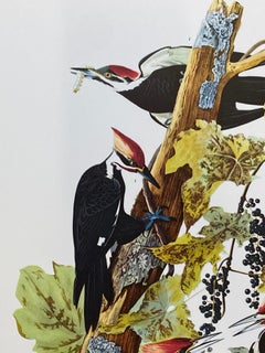 Large Classical Bird Color Print after John James Audubon - Pileated Woodpecker
