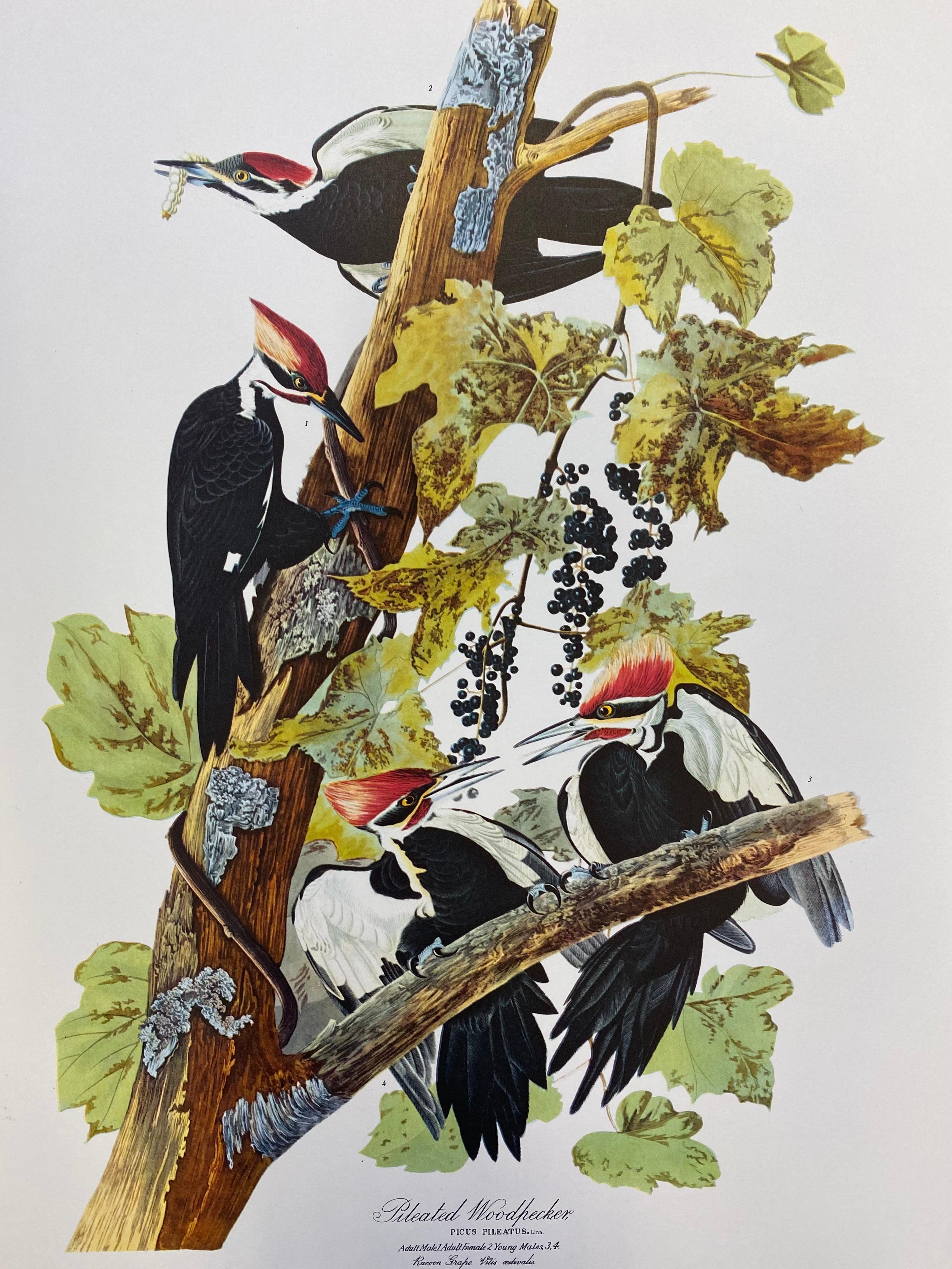 Animal Print After John James Audubon - Grand imprimé classique en couleur d'oiseaux d'après John James Audubon - Peintre en bois piqué