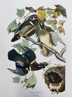 Large Classical Bird Color Print after John James Audubon - Summer or Woodduck