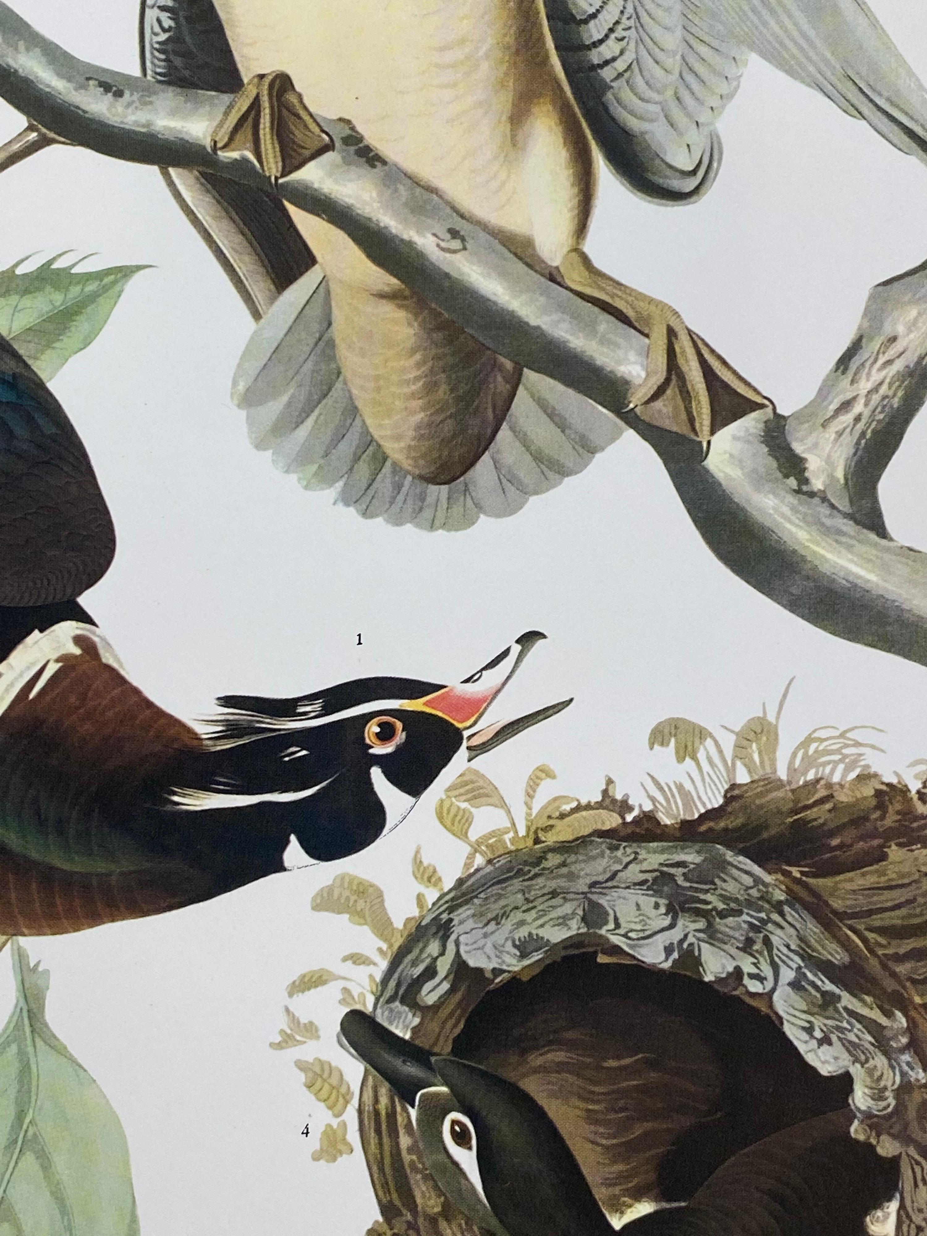 Large Classical Bird Color Print after John James Audubon - Summer or Woodduck - Gray Animal Print by After John James Audubon