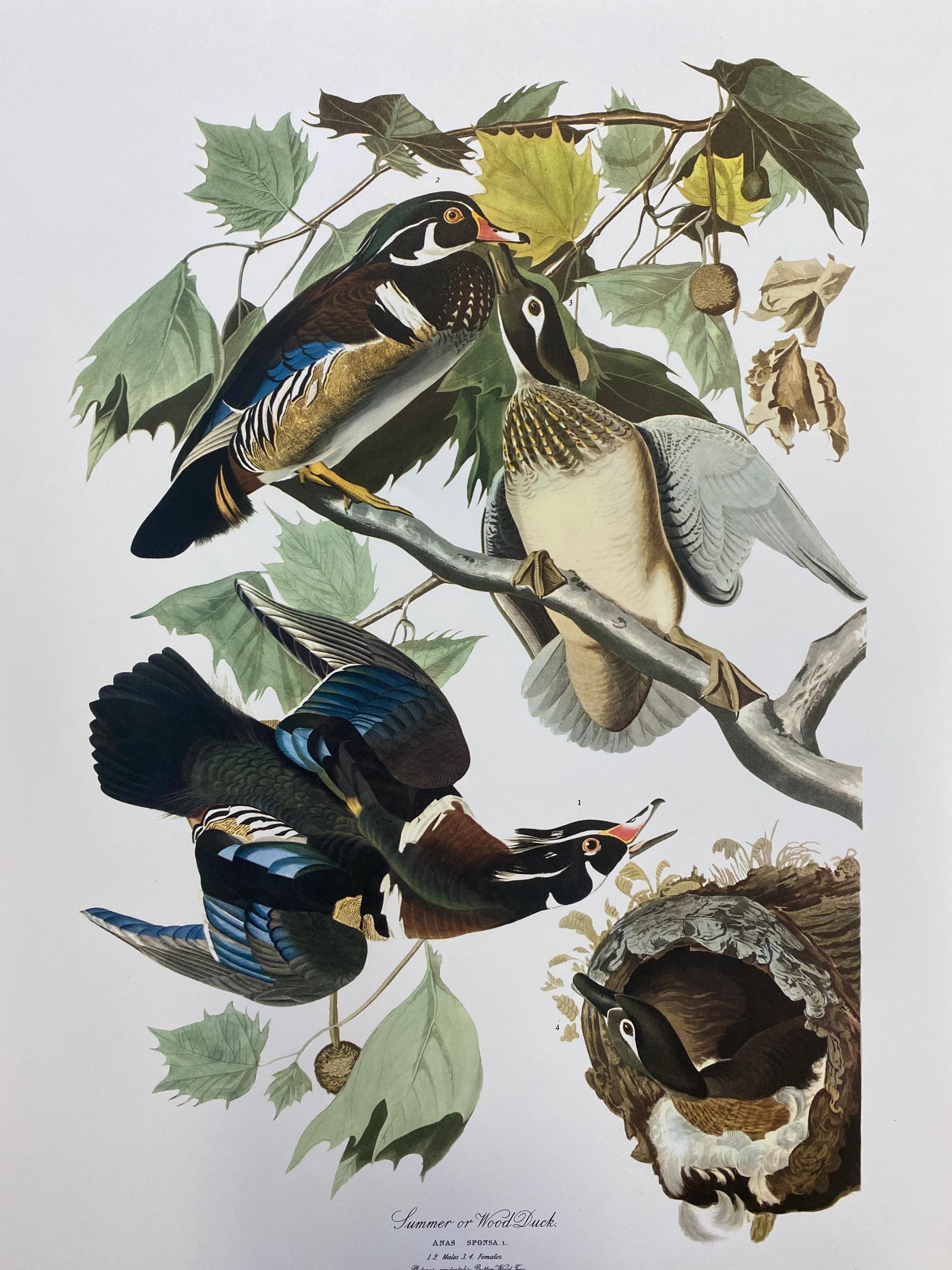 After John James Audubon Animal Print - Large Classical Bird Color Print after John James Audubon - Summer or Woodduck