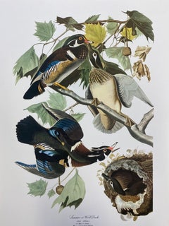Vintage Large Classical Bird Color Print after John James Audubon - Summer or Woodduck
