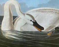 Klassischer Vogel-Farbdruck nach John James Audubon – Trumpeter-Schwan