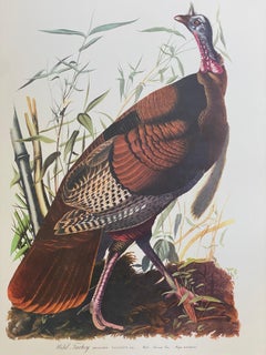 Grand imprimé classique en couleur oiseau d'après John James Audubon - Turquie sauvage