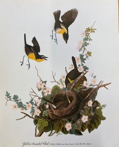 Large Classical Bird Color Print after John James Audubon - Yellow Breasted Chat