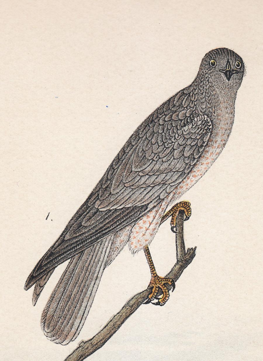 Marsh Hawk; Plate 13 - Print by After John James Audubon