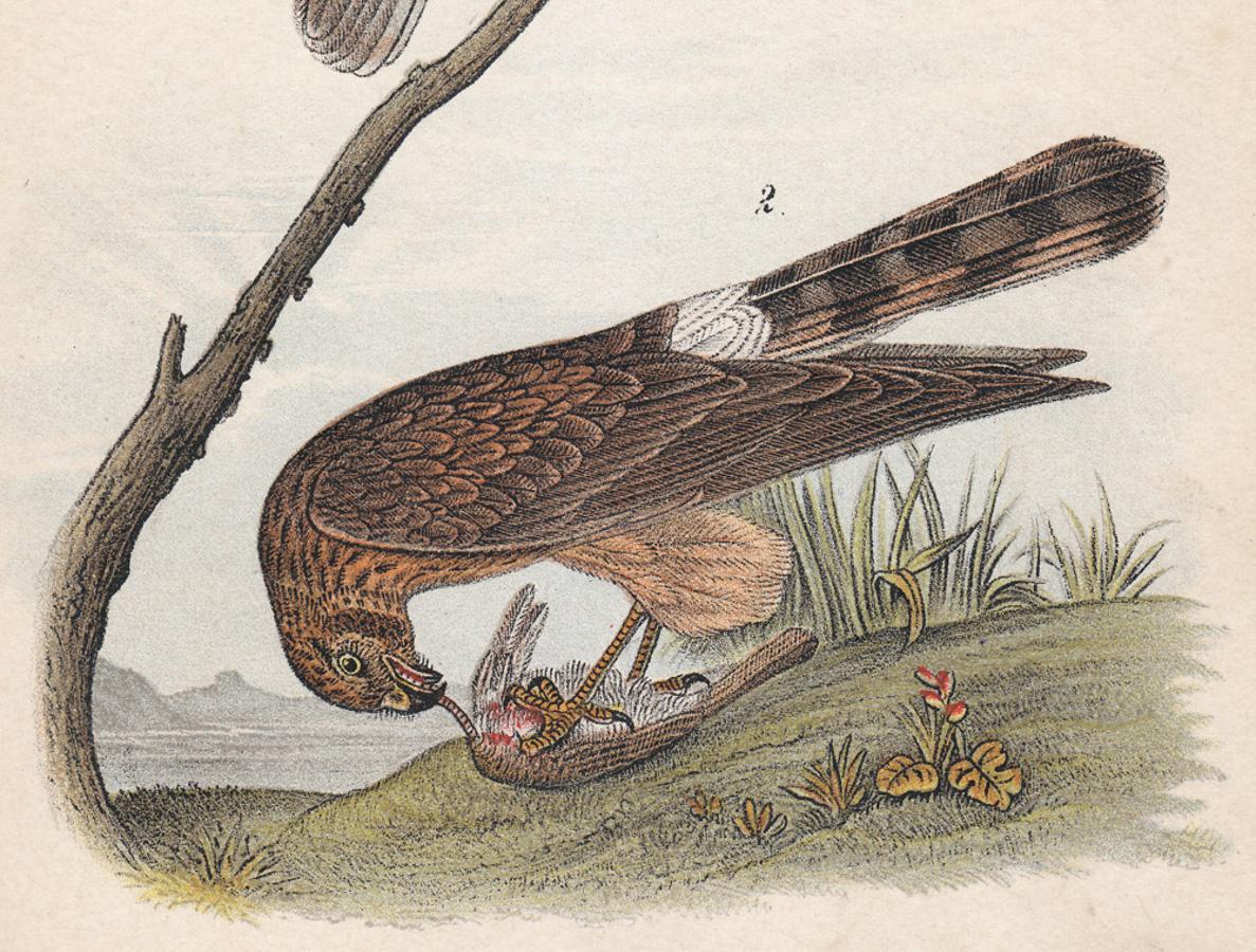 Marsh Hawk; Plate 13 - Naturalistic Print by After John James Audubon