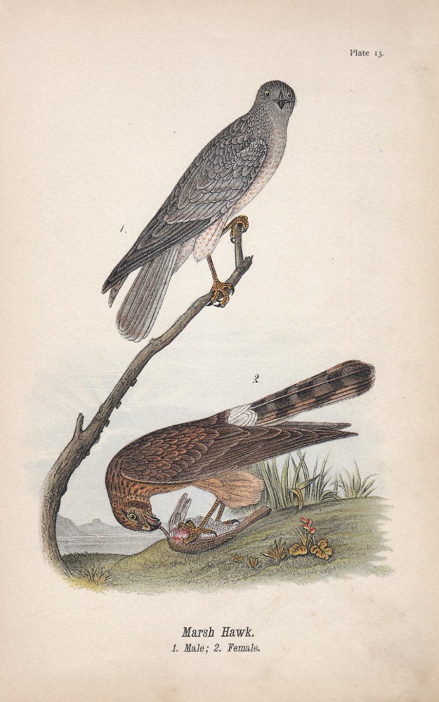 After John James Audubon Animal Print - Marsh Hawk; Plate 13