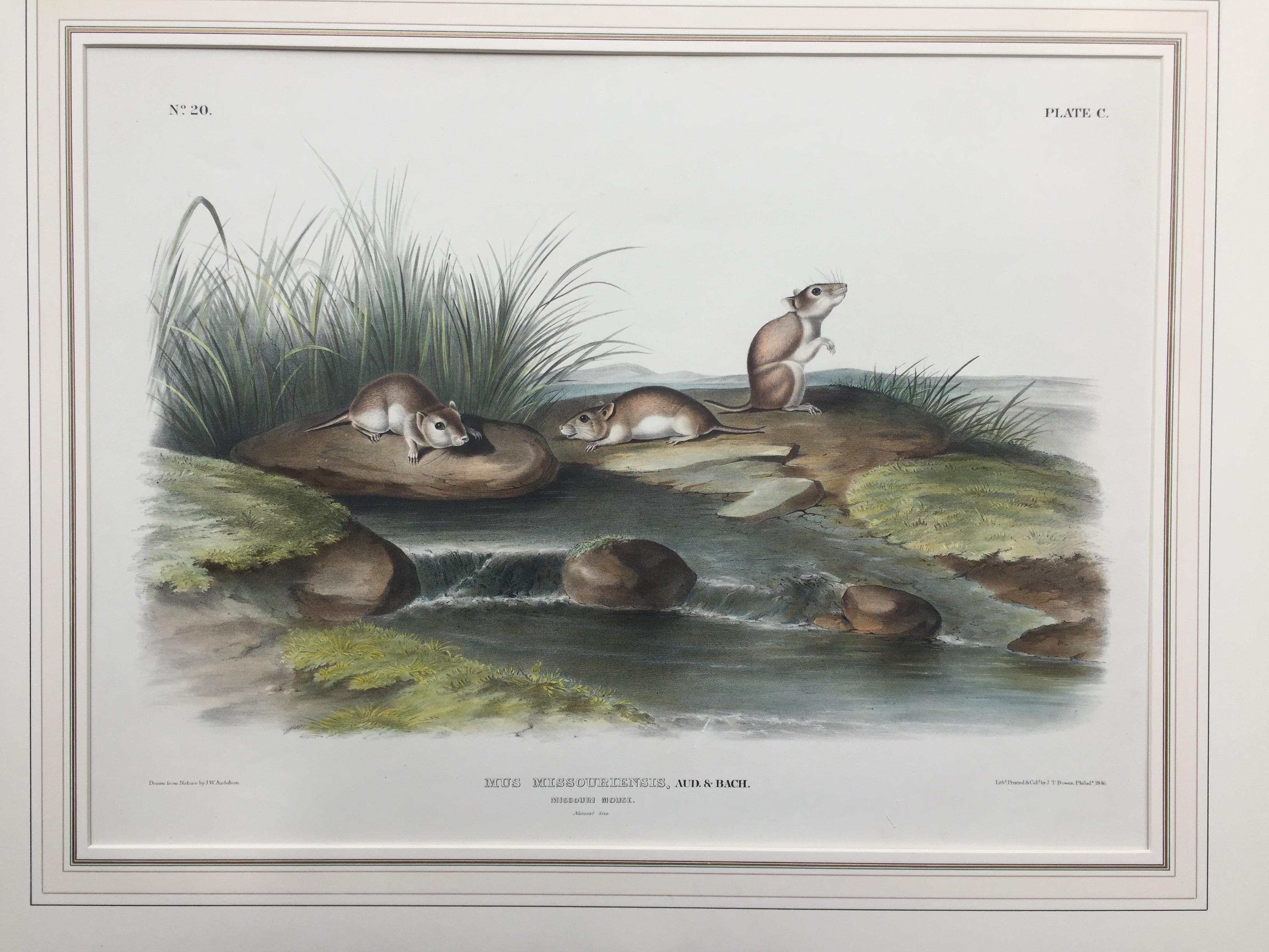 MISSOURI MOUSE - Grand Folio « The Viviparous Quadrupeds of North America » Pl.100 - Print de After John James Audubon