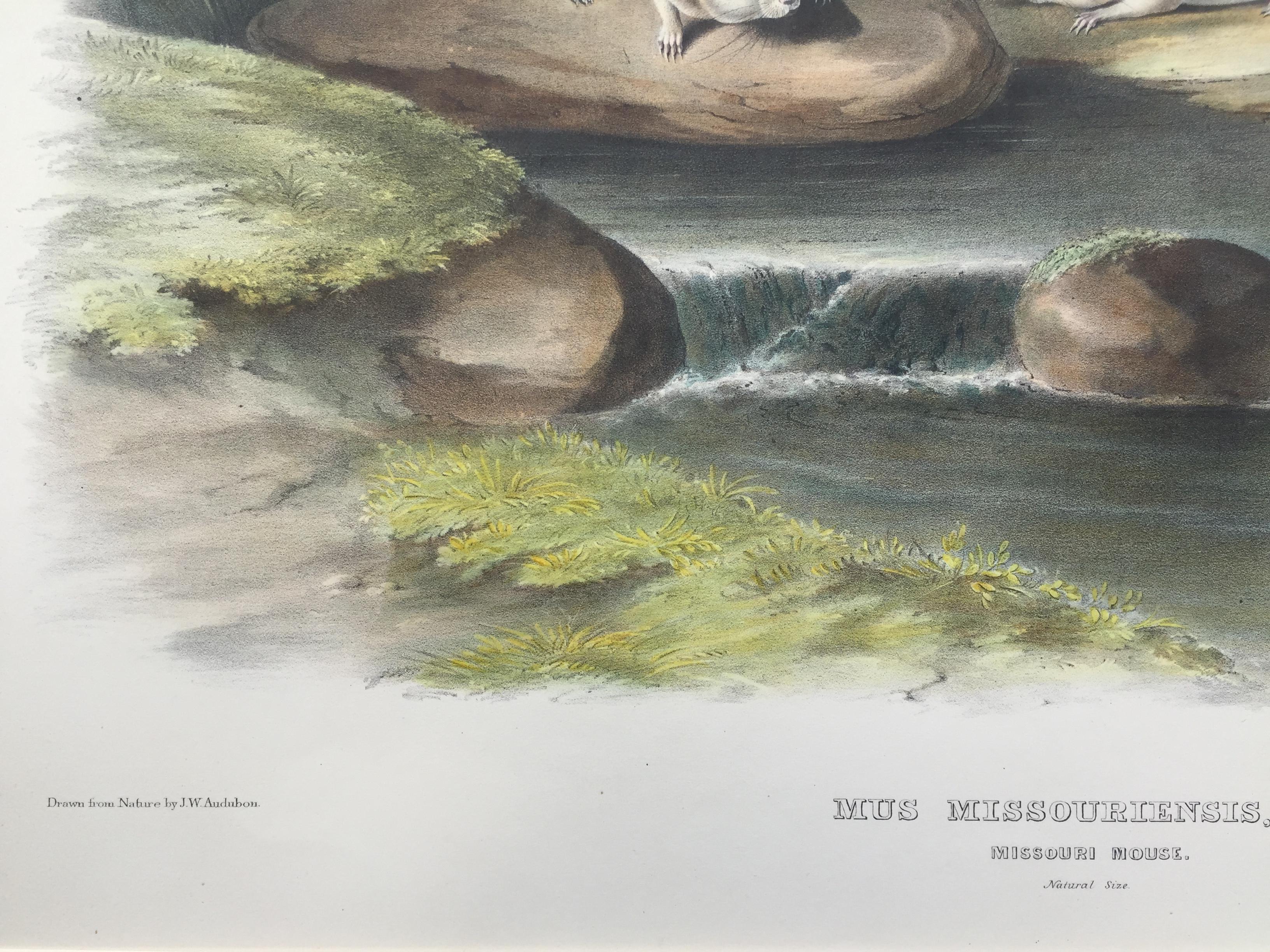 MISSOURI MOUSE - Grand Folio « The Viviparous Quadrupeds of North America » Pl.100 - Gris Animal Print par After John James Audubon