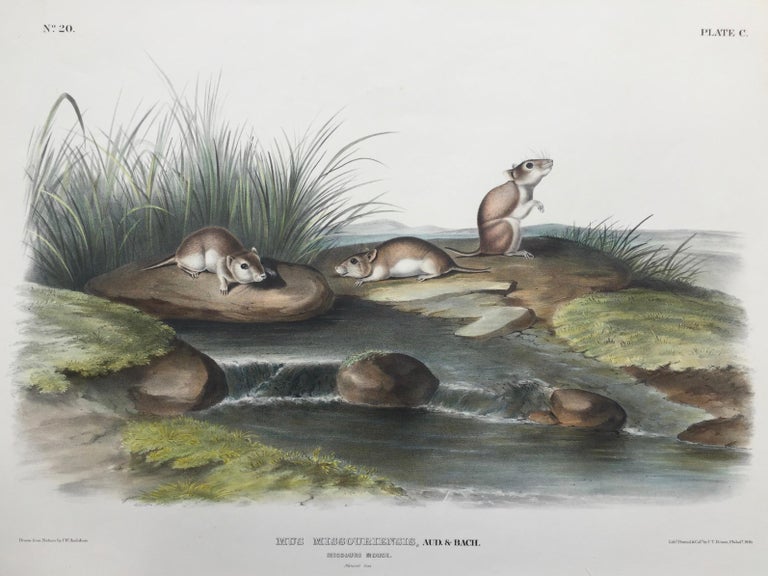After John James Audubon Animal Print - MISSOURI MOUSE - Large Folio "The Viviparous Quadrupeds of North America" Pl.100