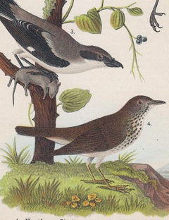 Northern Shrike / Yellow-breasted Chat / Loggerhead Shrike / Gray-cheeked Thrush