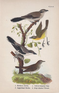 Northern Shrike / Yellow-breasted Chat / Loggerhead Shrike / Gray-cheeked Thrush