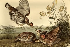 "Urogallo pinto", una litografía original de Audubon coloreada a mano de la primera edición