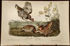 "Pinnated Grouse", an Original Audubon Hand-colored First Edition Lithograph 