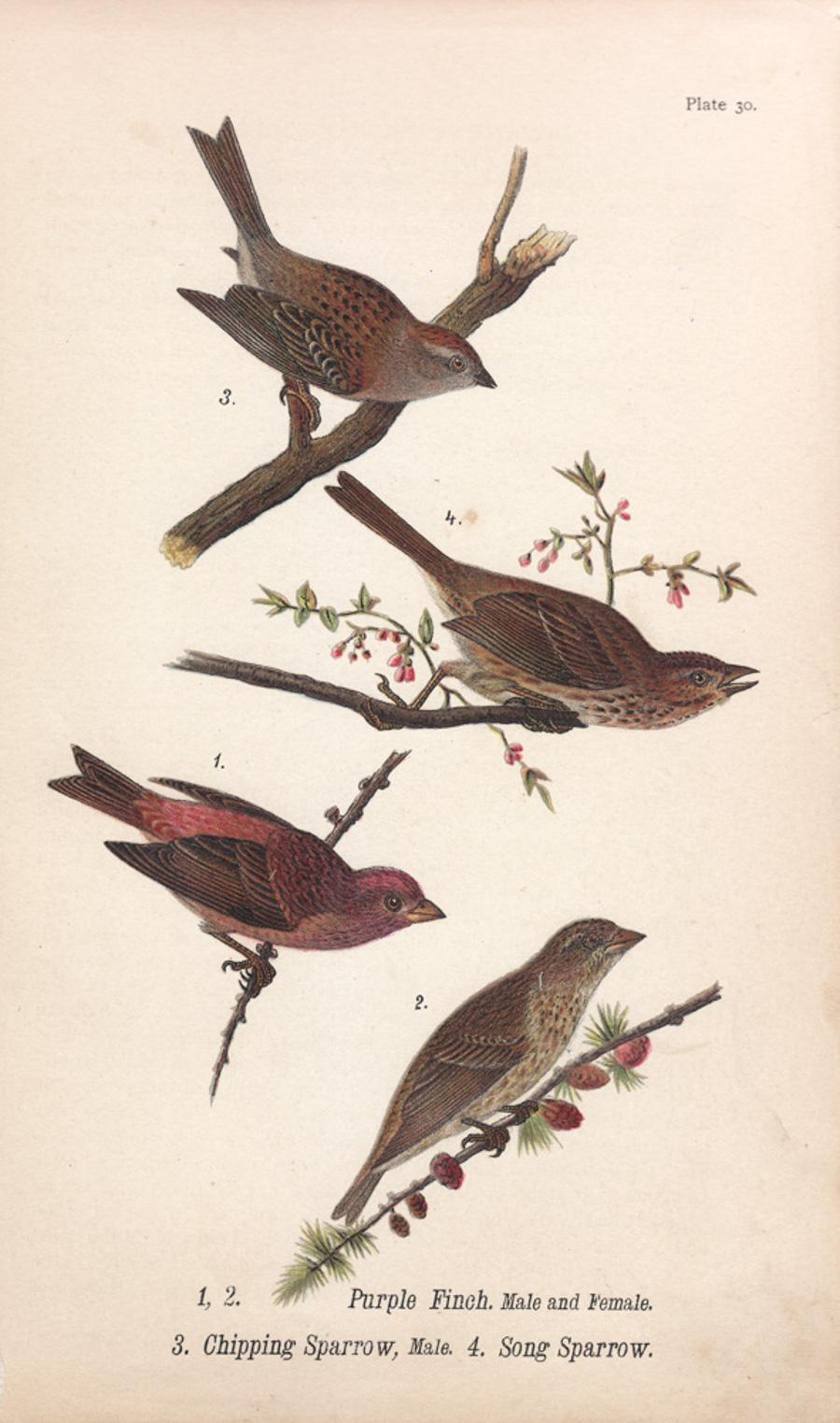 After John James Audubon Animal Print - Purple Finch / Chipping Sparrow / Song Sparrow; Plate 20