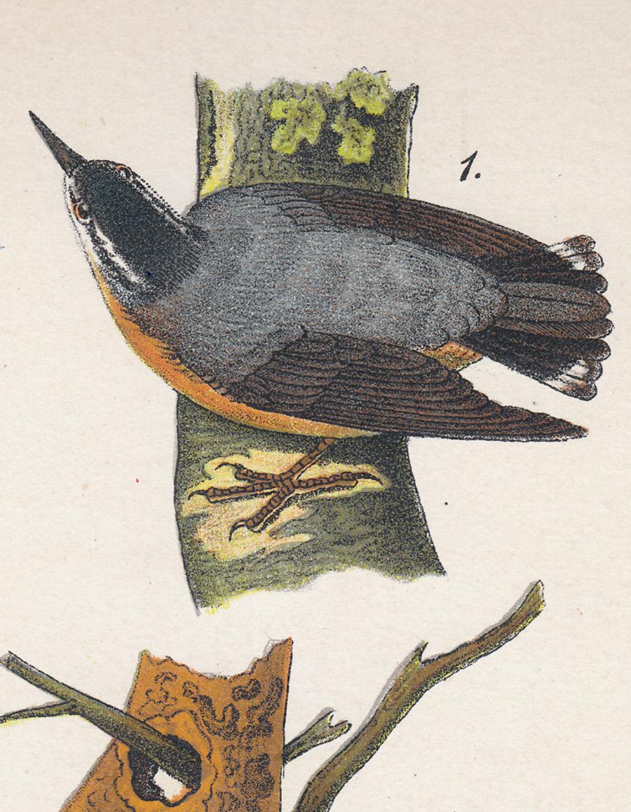 Manteau marron rouge « Nut-Hatch / Violet Martin » ; plaque 58 - Print de After John James Audubon