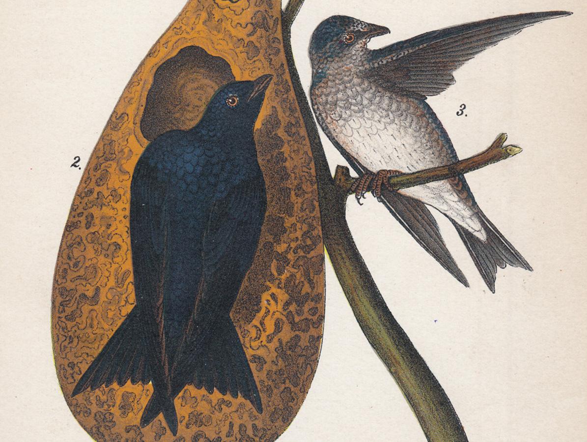 Manteau marron rouge « Nut-Hatch / Violet Martin » ; plaque 58 - Naturalisme Print par After John James Audubon
