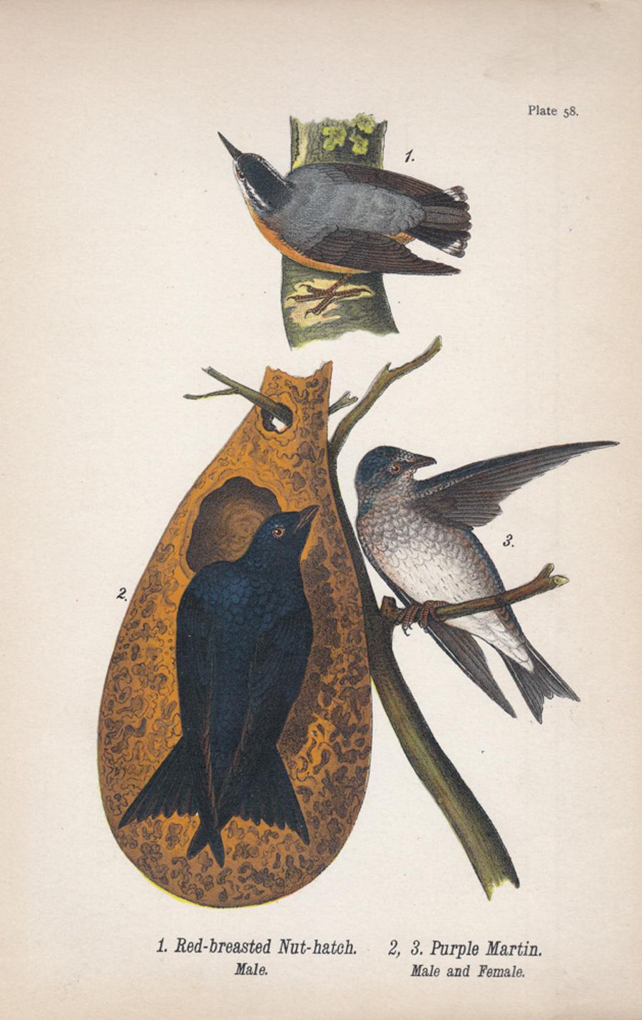 After John James Audubon Animal Print - Red-breasted Nut-Hatch / Purple Martin; Plate 58