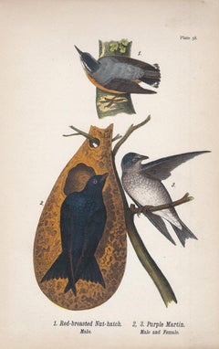 Red-breasted Nut-Hatch / Purple Martin; Plate 58