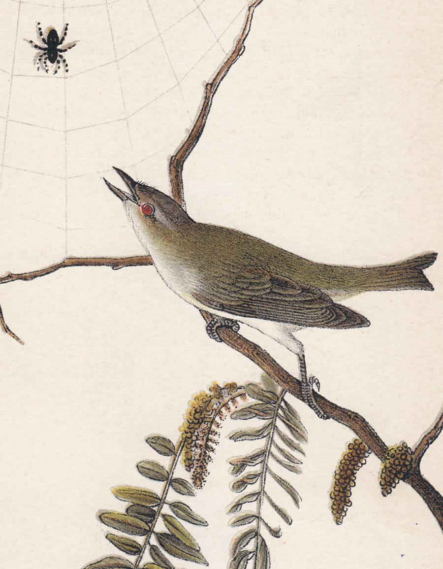 Red-eyed Vireo; Plate 40 - Print by After John James Audubon