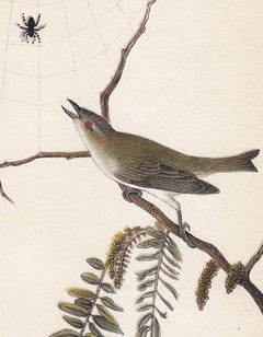 Red-eyed Vireo; Plate 40