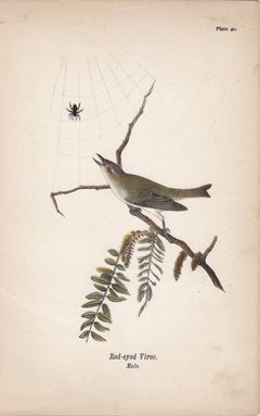 Red-eyed Vireo; Plate 40