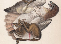 Red-tailed Hawk; Plate 15