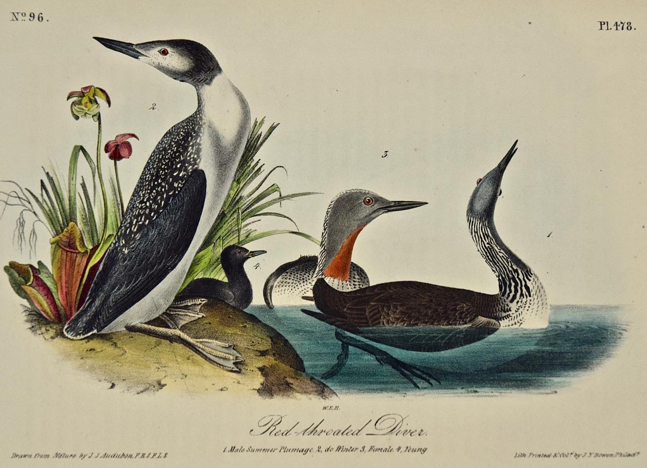 Oiseau de plongée rouge-throated, première édition d'origine de la lithographie Audubon colorée à la main  - Print de John James Audubon