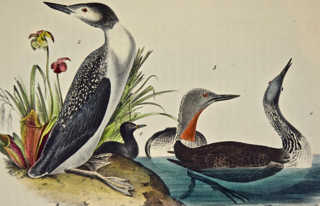 john james audubon answer key