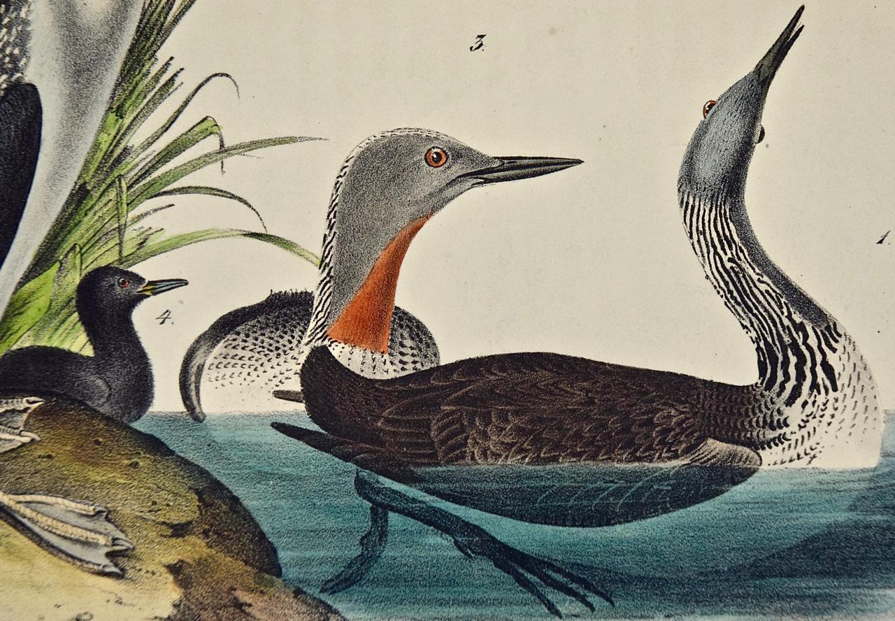 Oiseau de plongée rouge-throated, première édition d'origine de la lithographie Audubon colorée à la main  - Naturalisme Print par John James Audubon