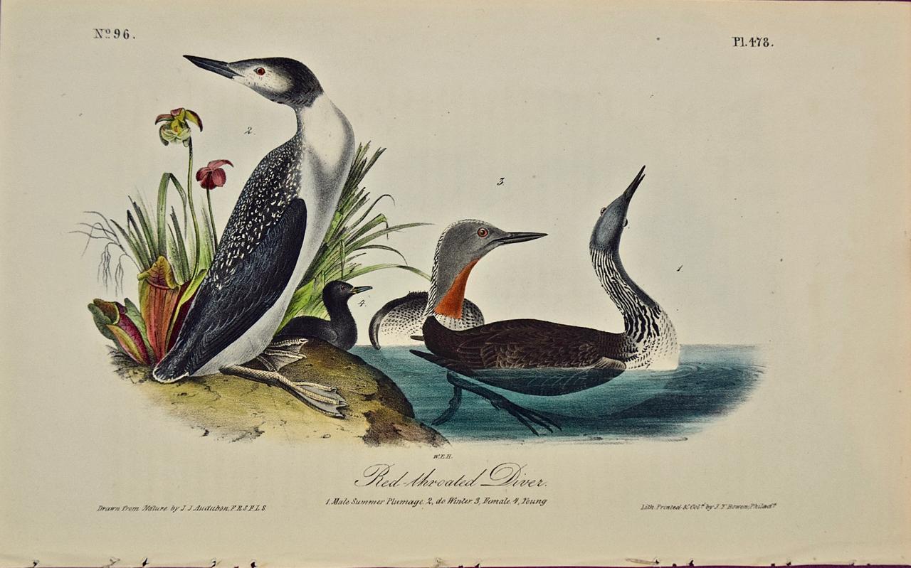 Ornithology. John James Audubon 'Birds of America' Print Red-Throated LOON LARGE Poster Size Original Vintage Photolithograph