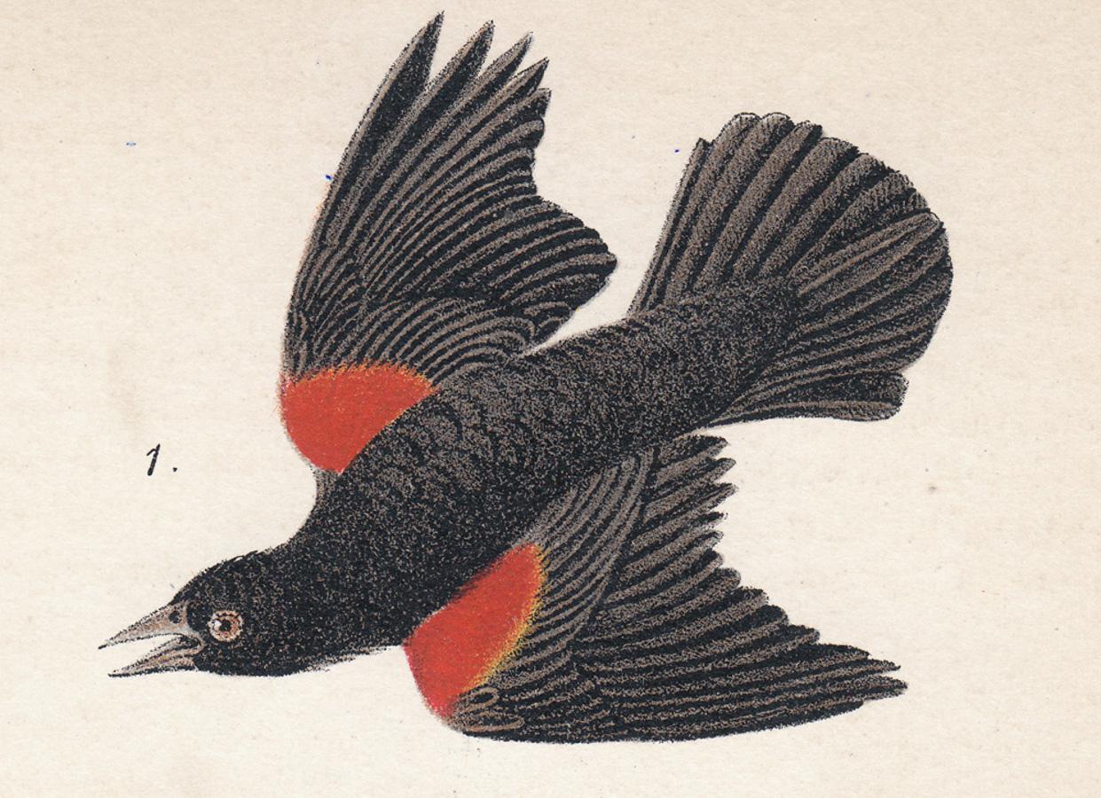 Red-winged Black-Bird; Plate 27 - Print by After John James Audubon