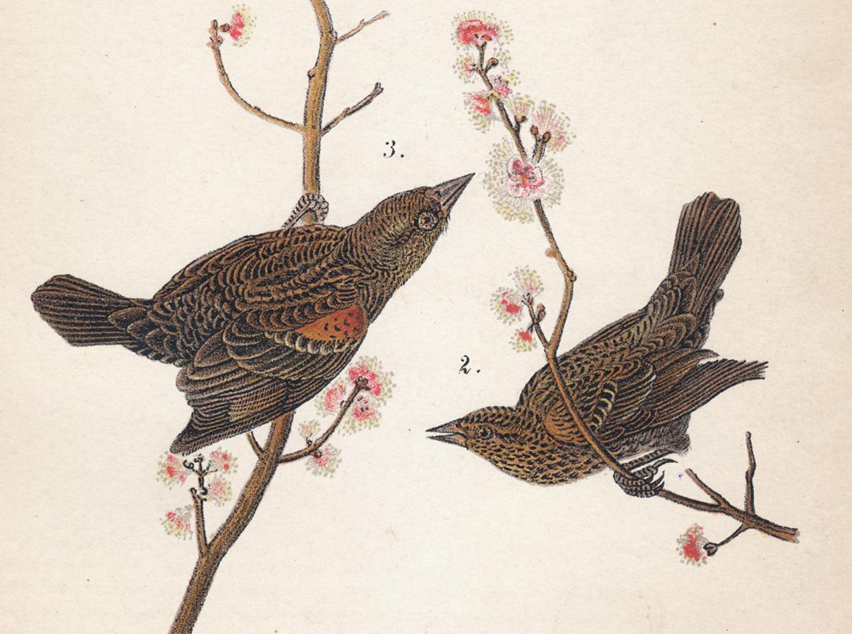 Bird-Bird à oreilles rouges ; planche 27 - Naturalisme Print par After John James Audubon