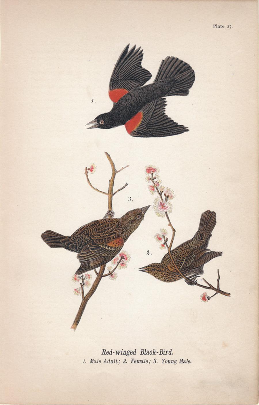 Animal Print After John James Audubon - Bird-Bird à oreilles rouges ; planche 27