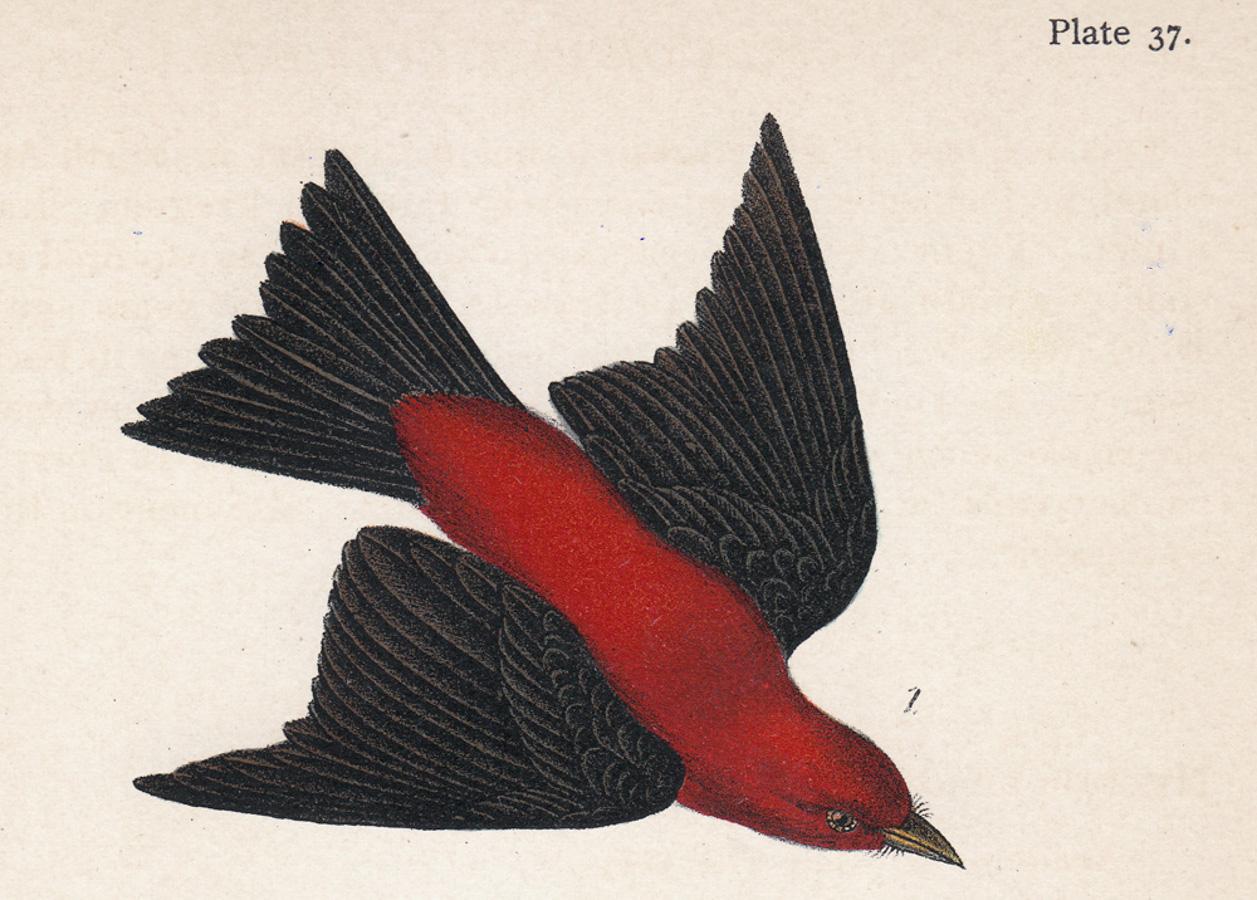 Scarlet tanager; Plate 37 - Print by After John James Audubon